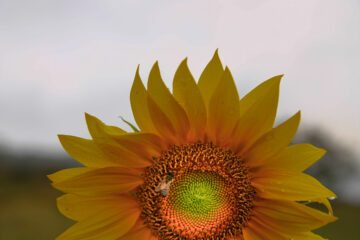 Gelbe Sonnenblume mit Himmel