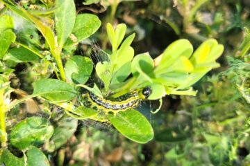 Buchsbaumzünsler in einer Buchsbaum Hecke