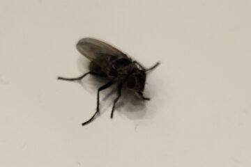 Foto einer Stubenfliege