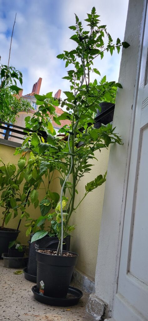 Hoch aufragende Tomatenpflanze an einer Spirale vor Balkonwand und Himmel
