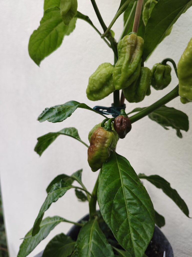 Brown Butlah mit sehr viel Schärfe.