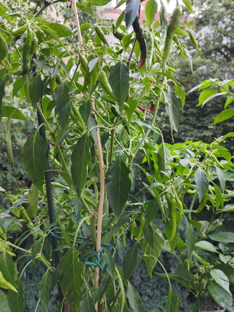Die Rawit-Chili – die Sorte aus dem Umschlag.