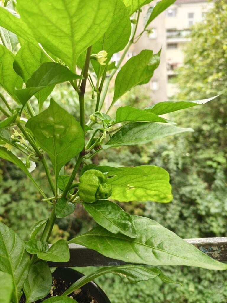Die legendäre Carolina Reaper: Extrem scharf.
