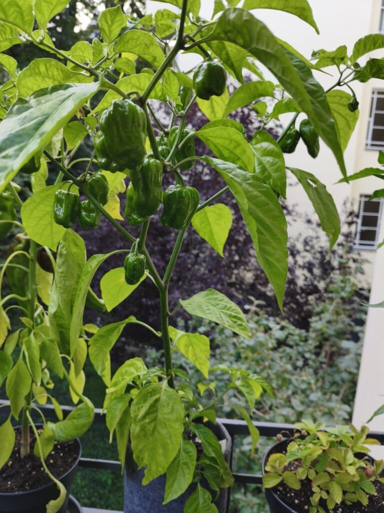Habanero aus dem Potsdamer Gewächshaus.