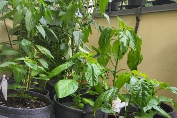 Junge Chilipflanzen in grauen Stofftöpfen auf einem Balkon