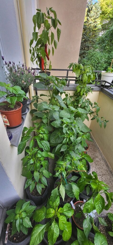 Balkon mit zahlreichen Chilipflanzen in Töpfen, reife rote Schoten und blühender Lavendel