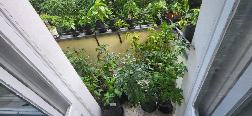 Blick durch die Balkontür auf einen dicht bewachsenen Balkon mit Chili- und Tomatenpflanzen